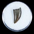 Inch Dromaeosaur (Raptor) Tooth - Montana #3437-1